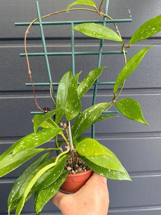 Hoya Pubicalyx cutting with node – Rare Splash Leaf Hoya