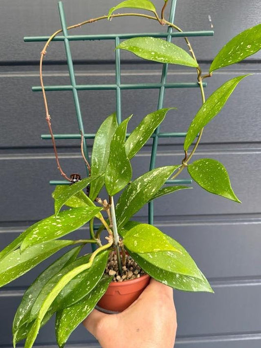 Hoya Pubicalyx cutting