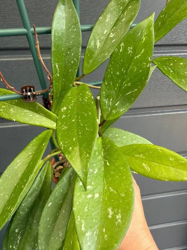Hoya Pubicalyx cutting with node – Rare Splash Leaf Hoya