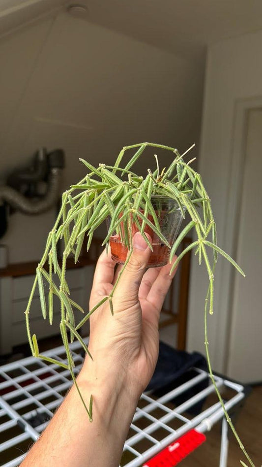 Hoya Linearis cutting