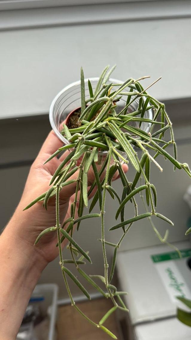 Hoya Linearis cutting with node – Hanging Hoya