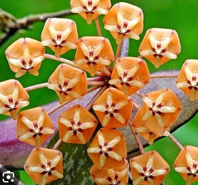 Hoya Sigillatis cutting with node – Rare Vining Hoya