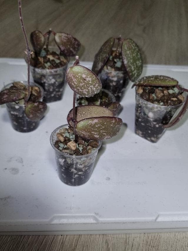 Hoya Sigillatis cutting with node – Rare Vining Hoya