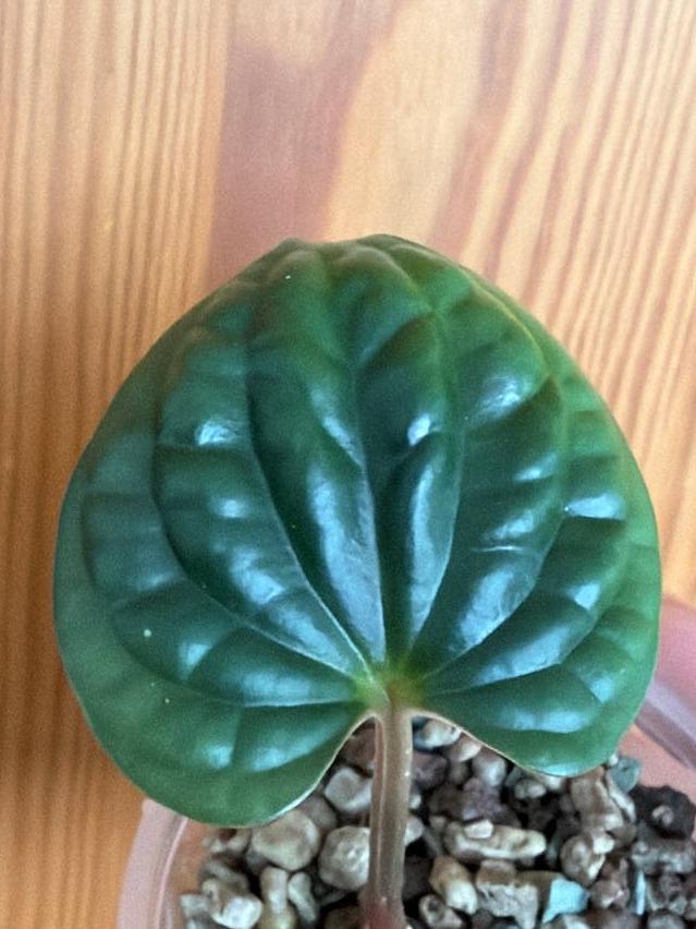 Anthurium Luxurians cutting with node – Textured Leaf Anthurium
