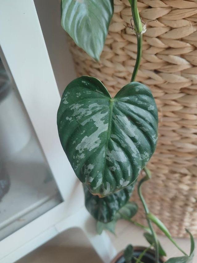 Philodendron Brandtianum cutting with node – Silver Leaf Philodendron