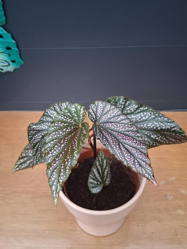 Begonia Maculata cutting with node – Polka Dot Begonia