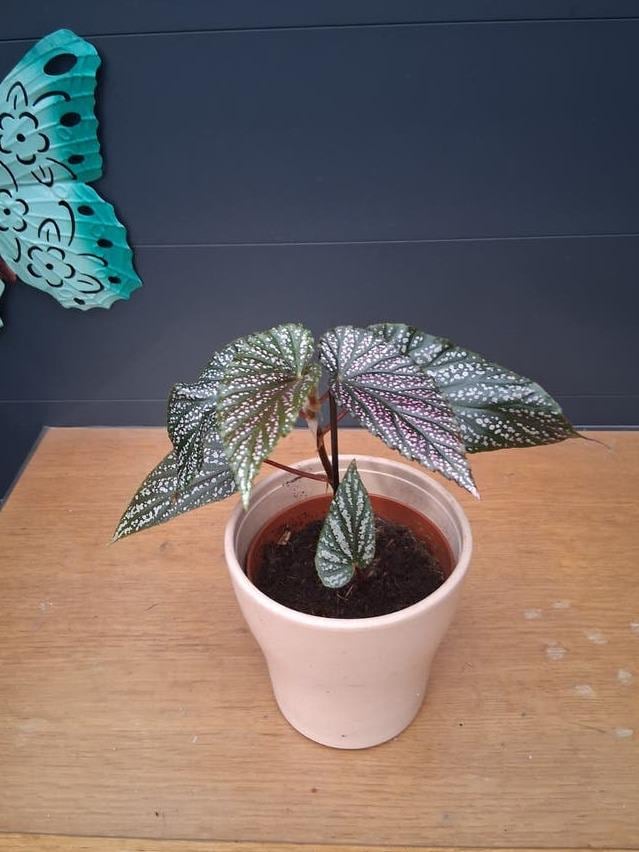 Begonia Maculata cutting with node – Polka Dot Begonia