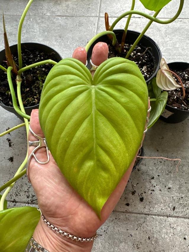 Philodendron McDowell cutting with node – Rare Collector Philodendron