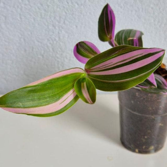 Tradescantia Nanouk cutting