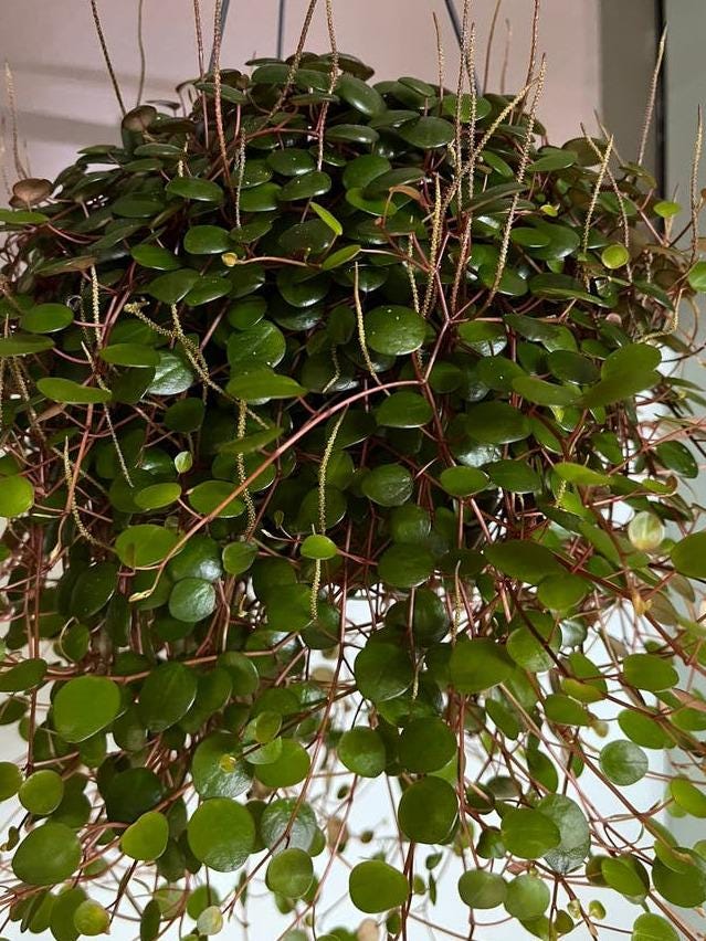 Peperomia Pepperspot cutting with node – Rare Peperomia