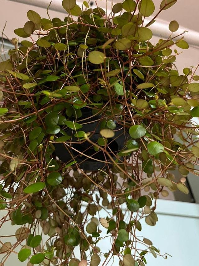Peperomia Pepperspot cutting with node – Rare Peperomia