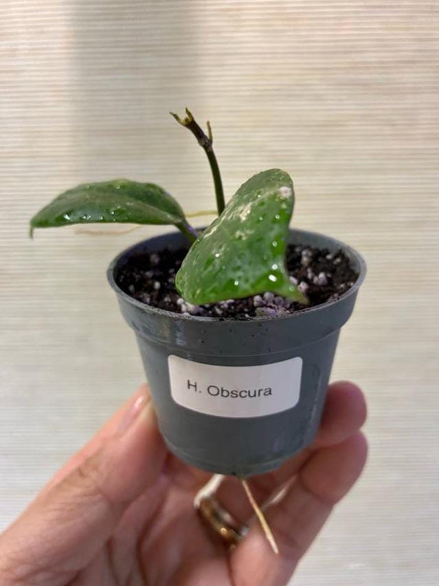 Hoya Obscura cutting with node – Rare Vining Hoya