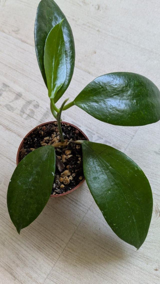 Hoya Aldrichii cutting