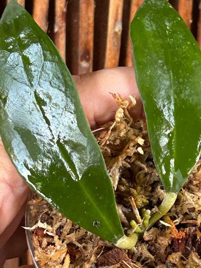 Hoya Ruthiae cutting with node – Rare Vining Hoya