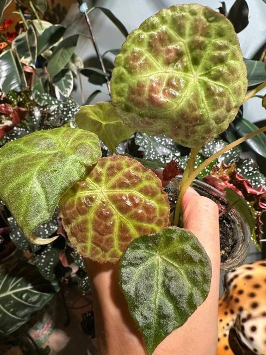 Begonia Goegoensis cutting