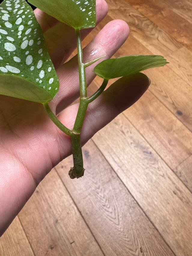 Begonia Albopicta cutting with node – Rare Species Begonia