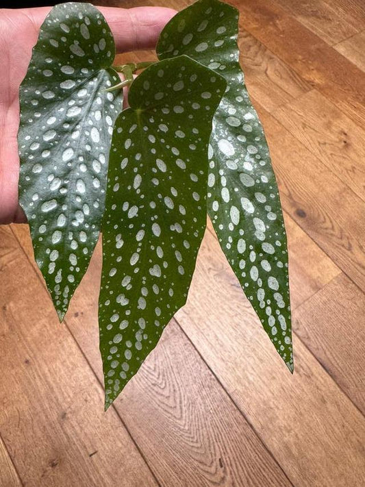 Begonia Albopicta cutting