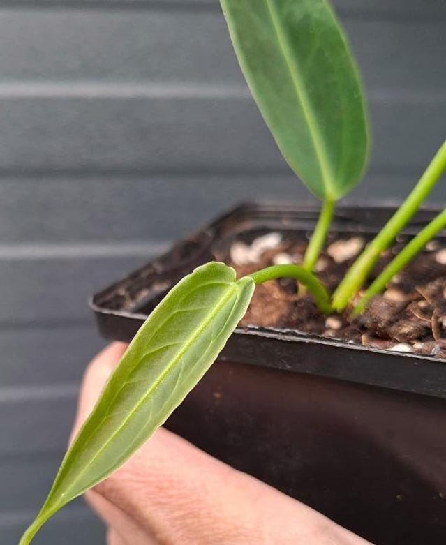 Anthurium Warocqueanum cutting with node – Queen Anthurium