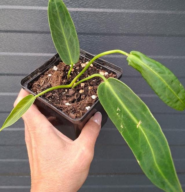 Anthurium Warocqueanum cutting with node – Queen Anthurium