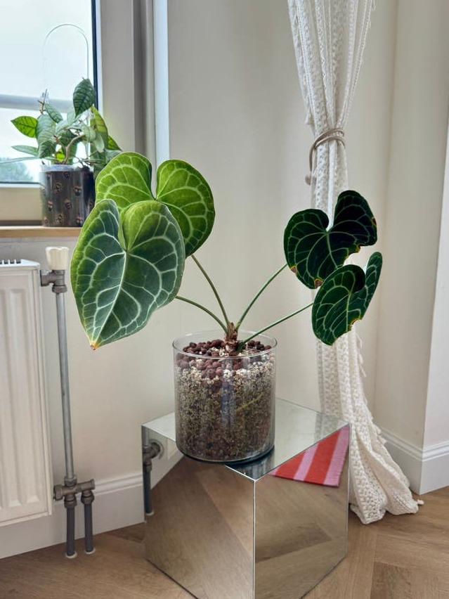 Anthurium Clarinervium cutting with node – Velvet Leaf Anthurium