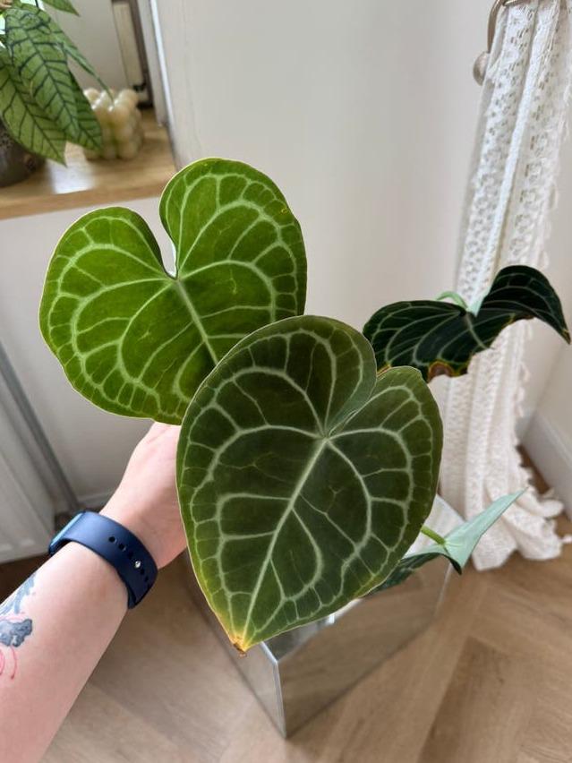 Anthurium Clarinervium cutting with node – Velvet Leaf Anthurium