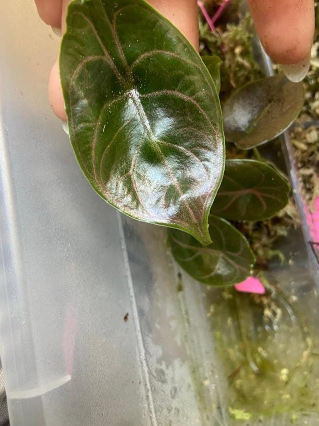 Alocasia Azlanii corm – Red Metallic Alocasia