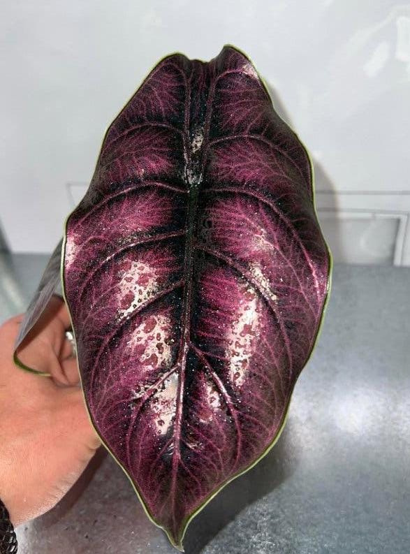 Alocasia Azlanii corm – Red Metallic Alocasia