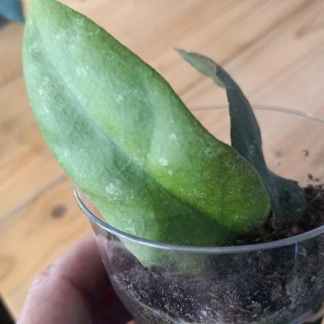 Hoya Undulata cutting with node – Rare Vining Hoya