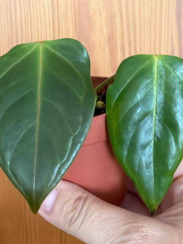 Anthurium Veitchii cutting with node – King Anthurium