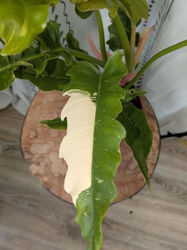 Philodendron Ring of Fire cutting with node – Orange Speckled Philodendron