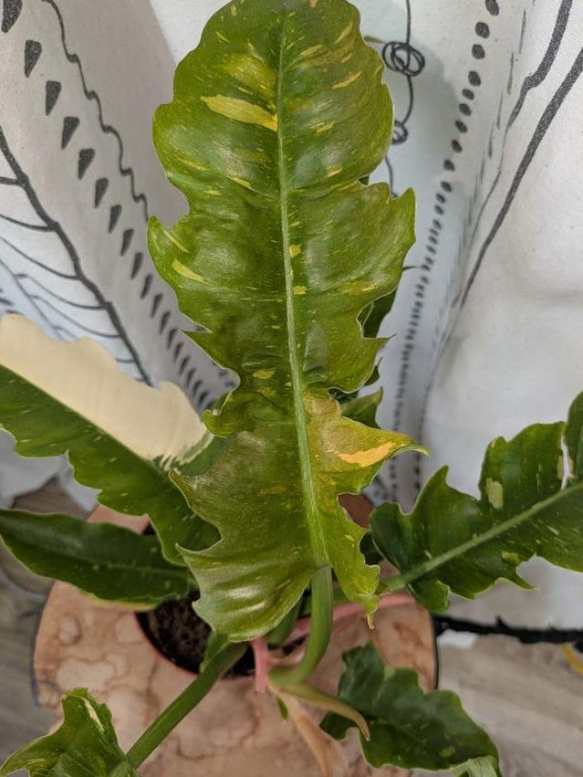 Philodendron Ring of Fire cutting with node – Orange Speckled Philodendron