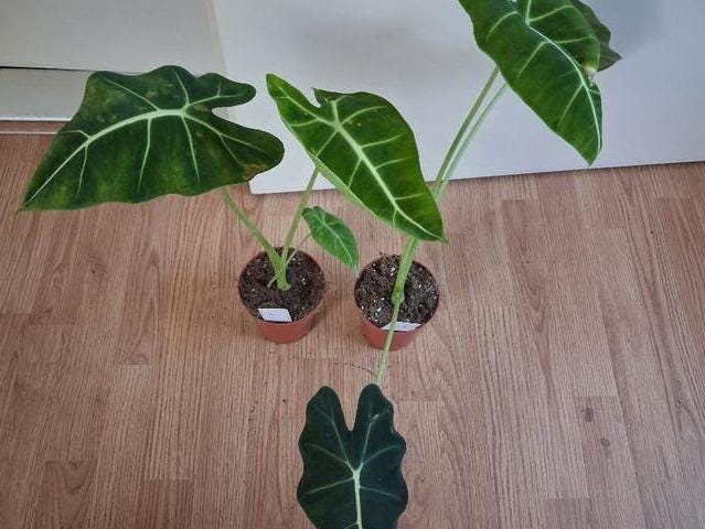 Alocasia Micholitziana corm – Frydek Green Velvet Alocasia