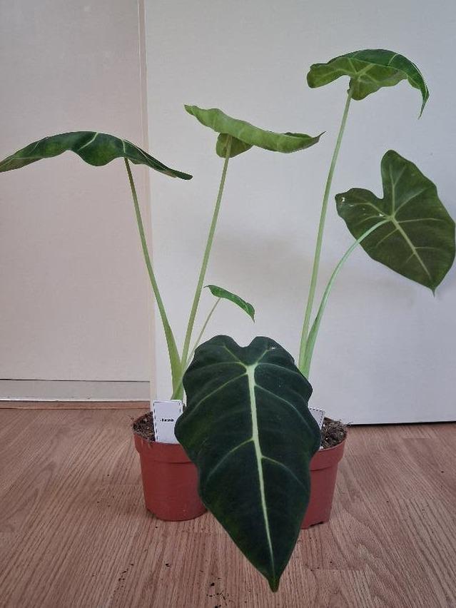 Alocasia Micholitziana corm – Frydek Green Velvet Alocasia