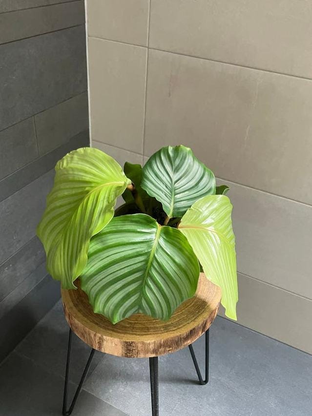 Calathea Orbifolia cutting with node – Large Round Leaf Calathea