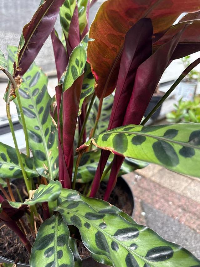 Calathea Rattlesnake cutting with node – Patterned Leaf Calathea