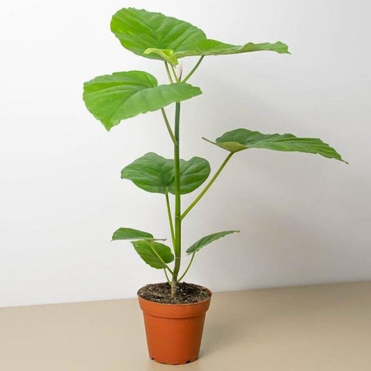 Ficus Umbellata cutting