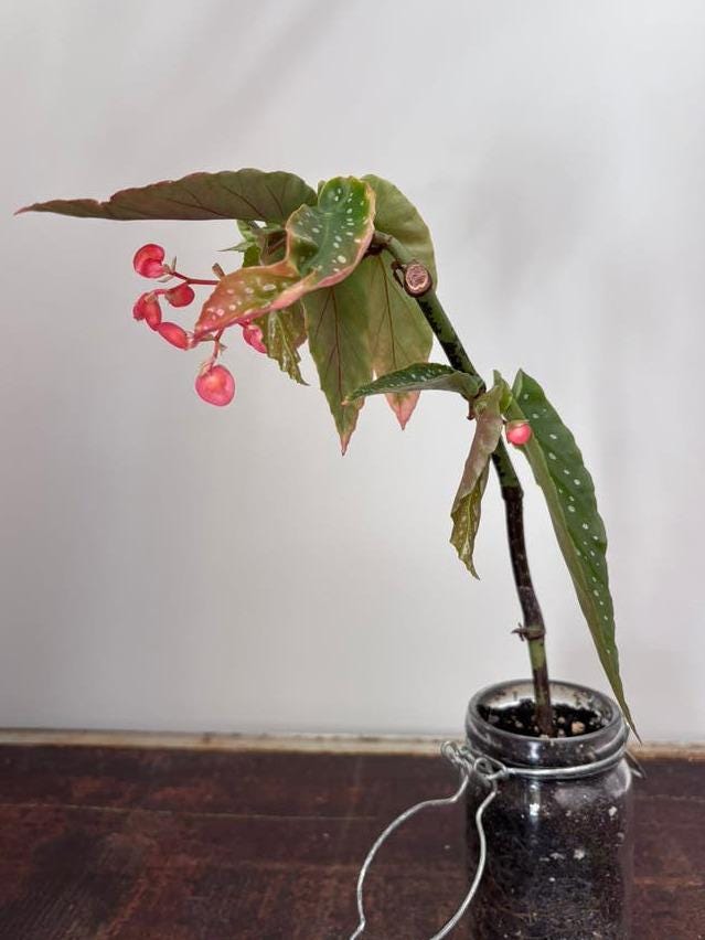 Begonia Tamaya cutting with node – Rare Species Begonia