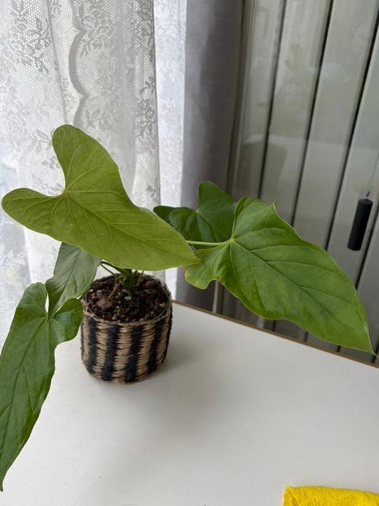 Anthurium Balaoanum cutting