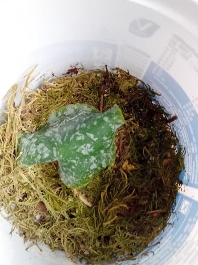 Hoya Imbricata cutting with node – Rare Vining Hoya