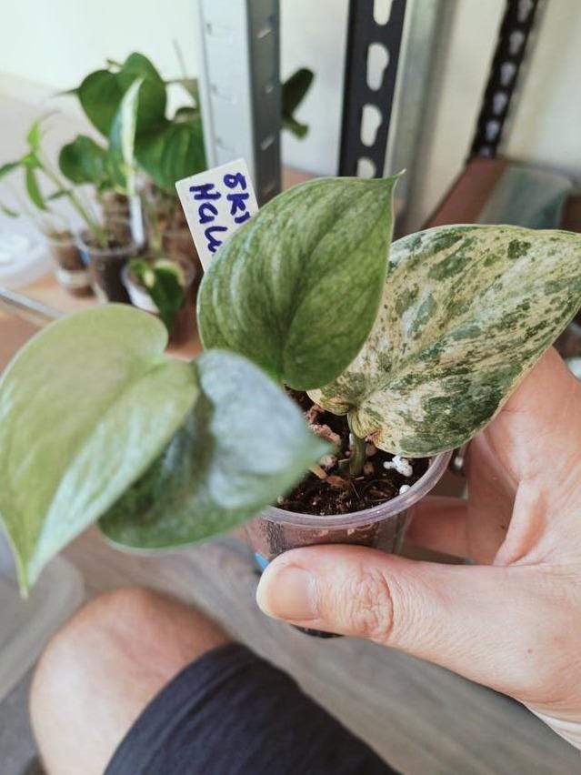 Scindapsus Halimoon cutting with node – Silver Leaf Scindapsus