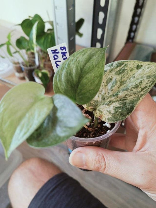 Scindapsus Halimoon cutting