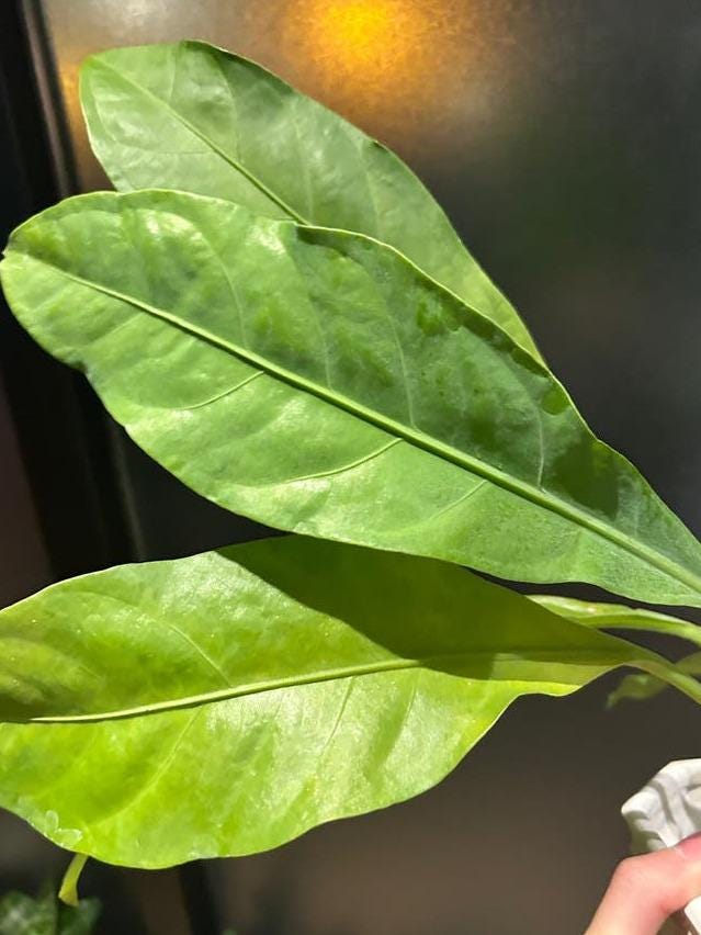 Anthurium Hookeri cutting with node – Bird's Nest Anthurium