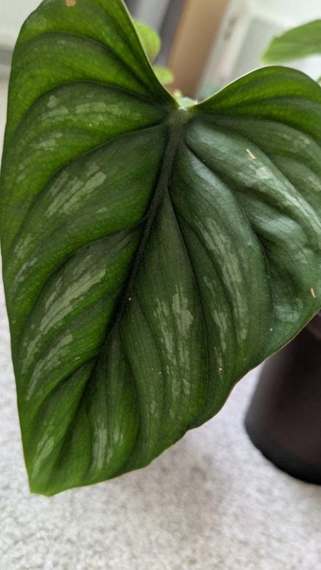 Philodendron Mamei cutting with node – Silver Marked Philodendron