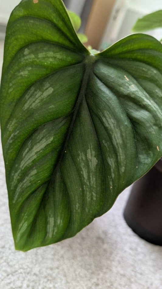 Philodendron Mamei cutting