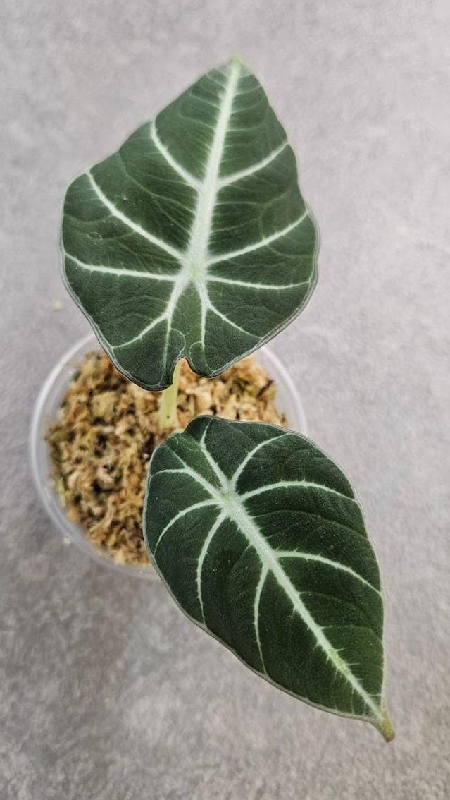 Alocasia Reginula corm – Black Velvet Alocasia