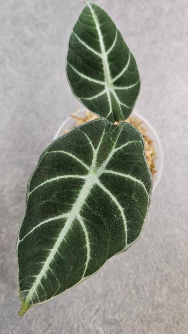 Alocasia Reginula corm – Black Velvet Alocasia
