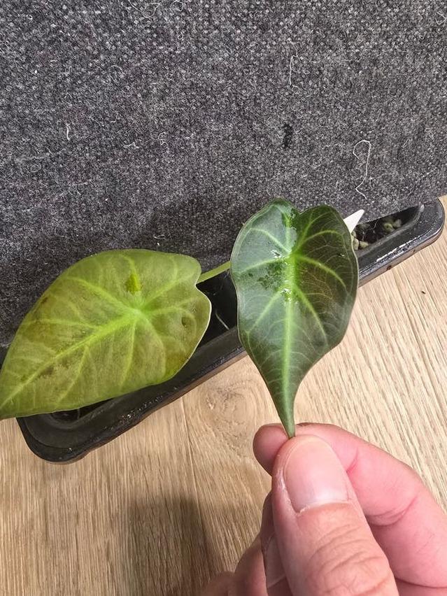 Alocasia Regal Shields corm – Rare Collector Alocasia