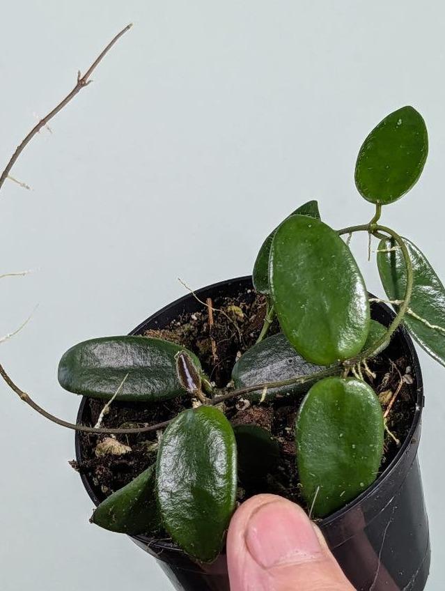 Hoya Spectatissima cutting with node – Rare Vining Hoya