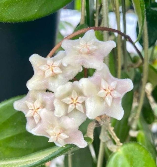 Hoya Vangviengiensis cutting with node – Rare Vining Hoya