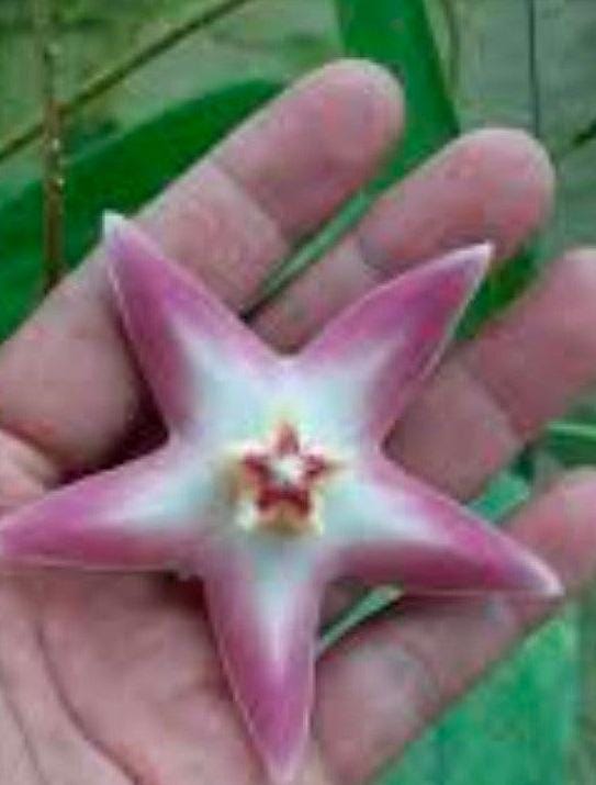 Hoya Stenaokei cutting with node – Rare Vining Hoya